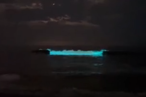 Watch: Striking bioluminescent waves light up Chennai beach at night